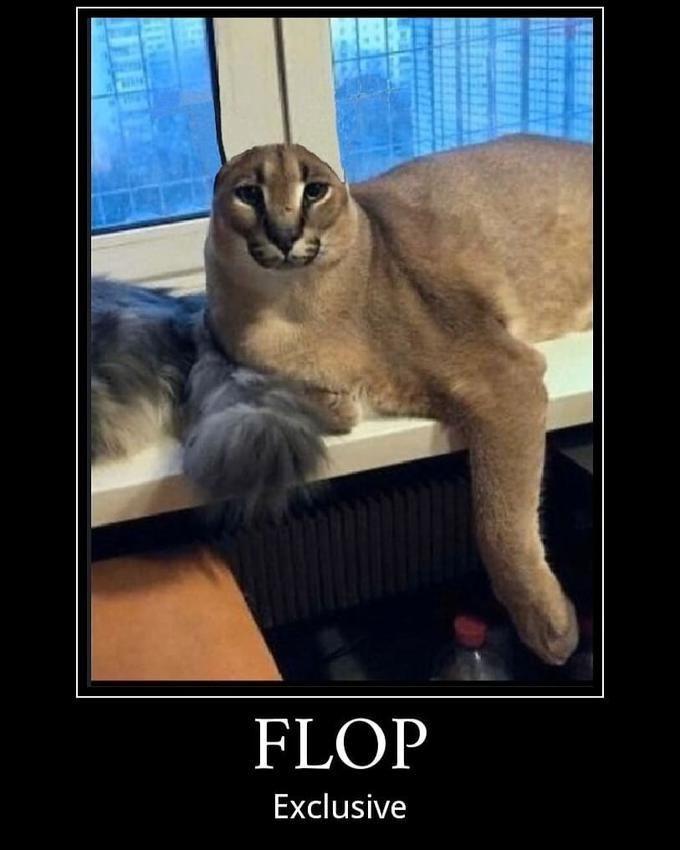 FLOP Exclusive Cat Felidae Small to medium-sized cats Photo caption Whiskers