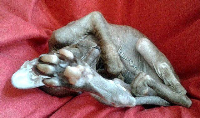 peterbald