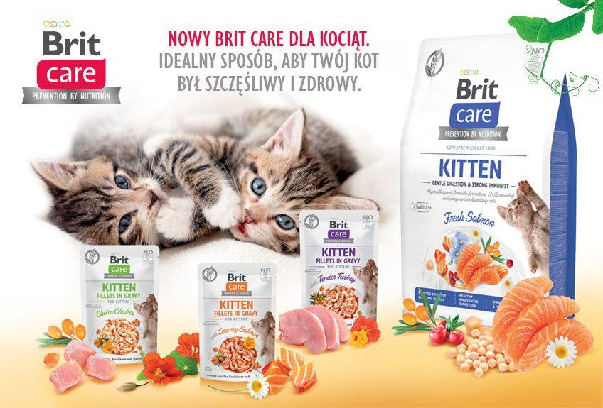 BC Cat Kitten