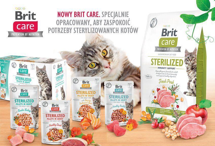BC Cat Sterilized 1 
