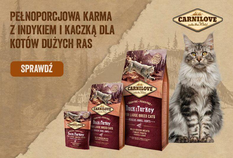 CTF Cat large