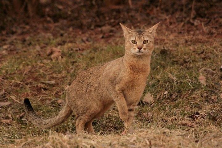 kot chausie