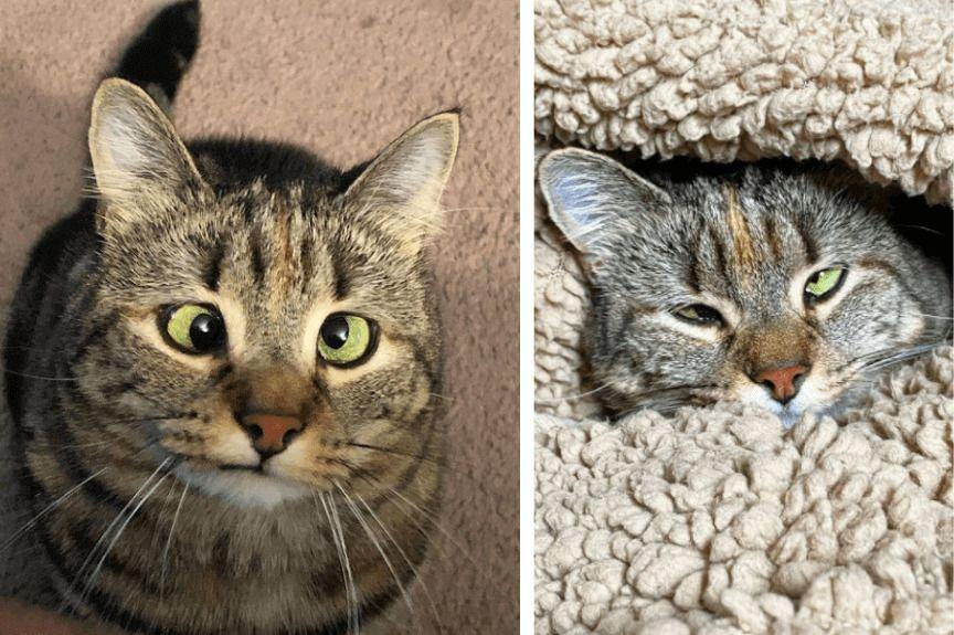 Crazy Eyes Olive