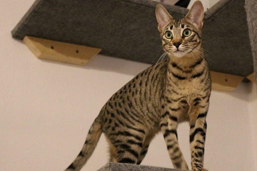 kot savannah