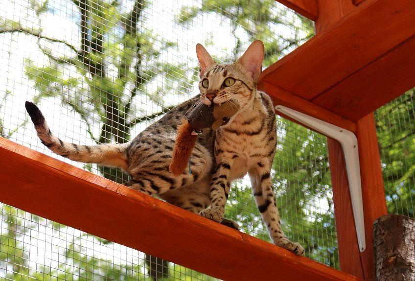 kot savannah