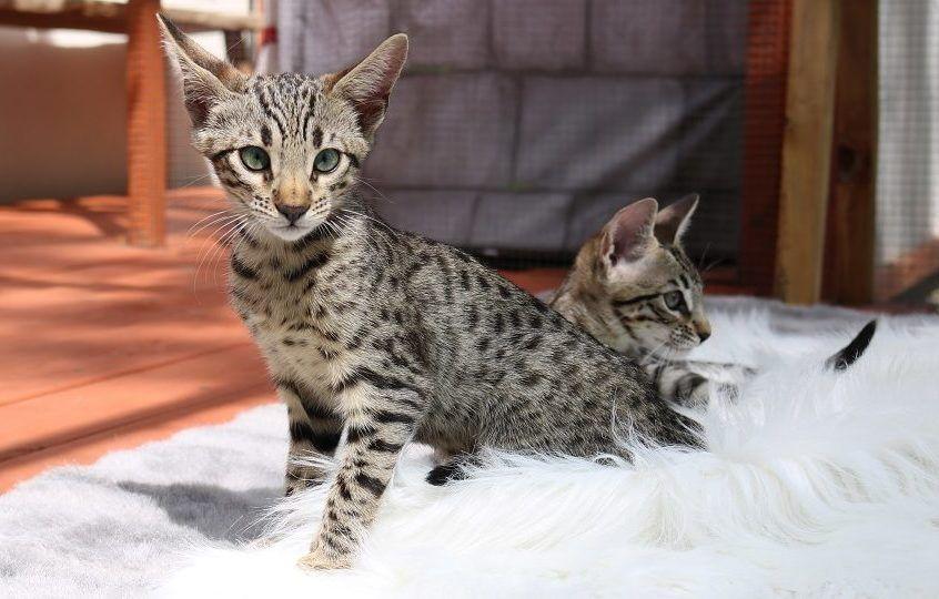 koty savannah
