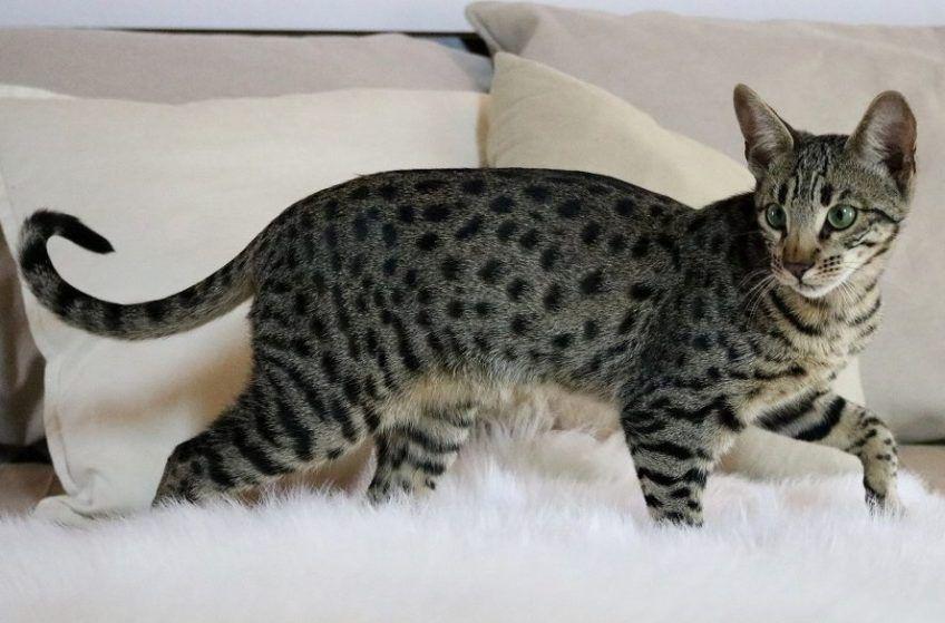 kot savannah