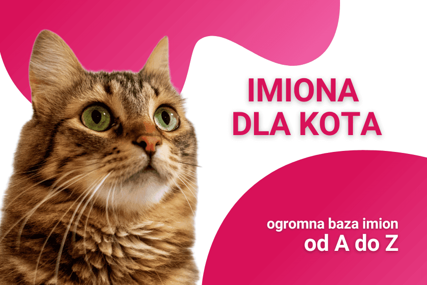 imiona dla kota baza