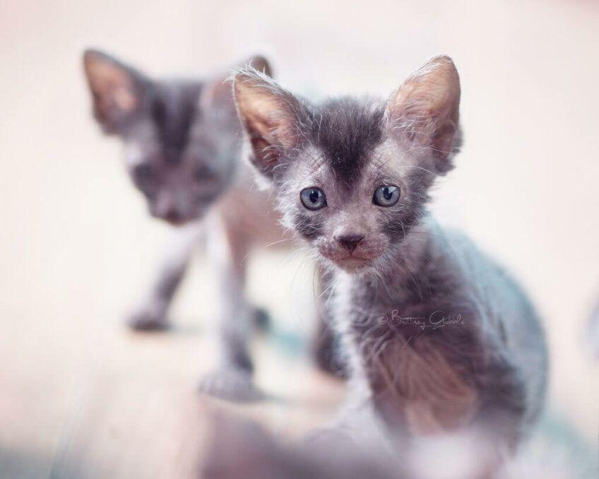 lykoi
