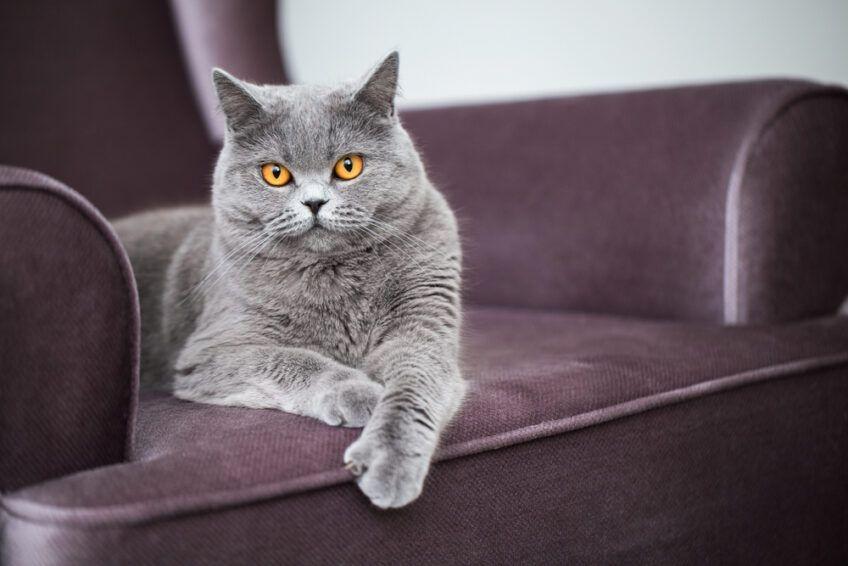 kocia arystokracja