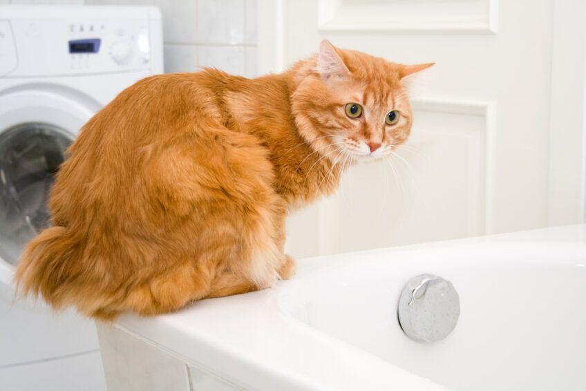 kurylski bobtail