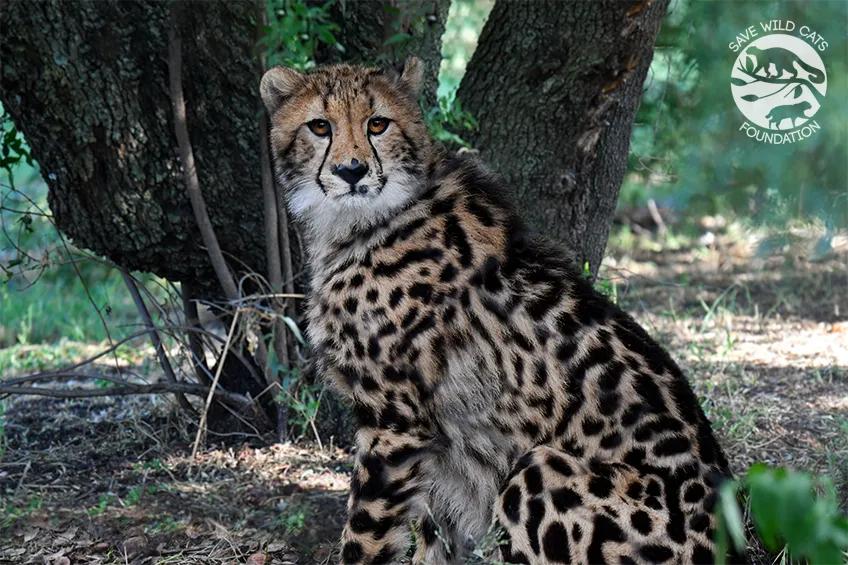 młody gepard królewski