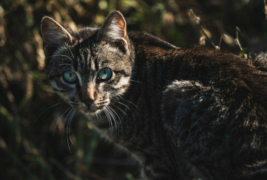 Ojos Azules