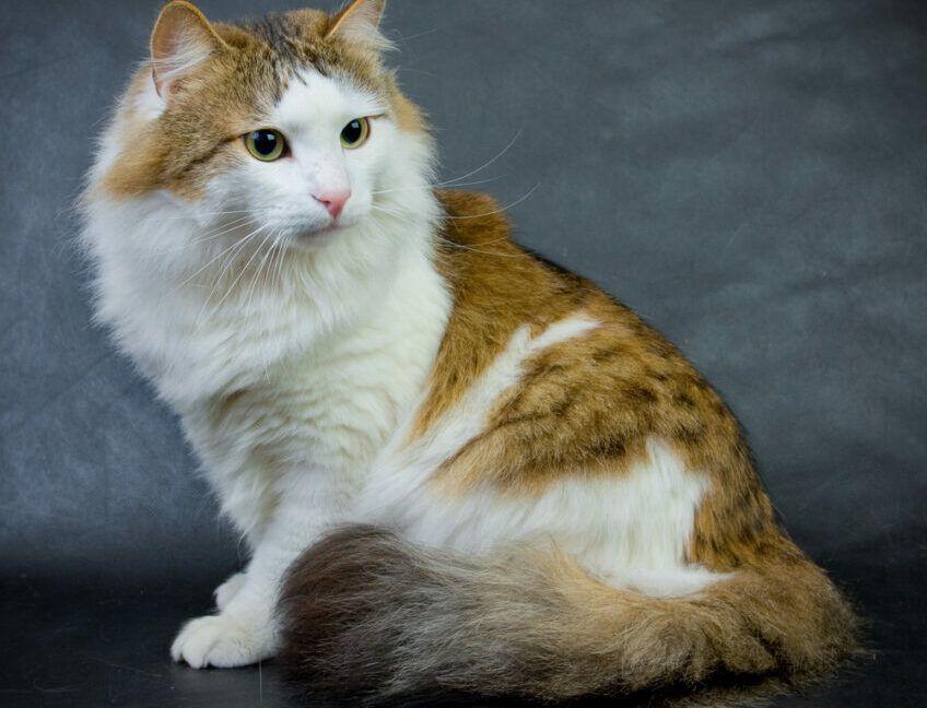 RagaMuffin