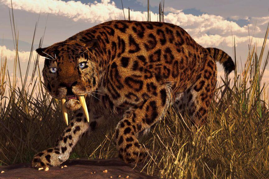 Smilodon