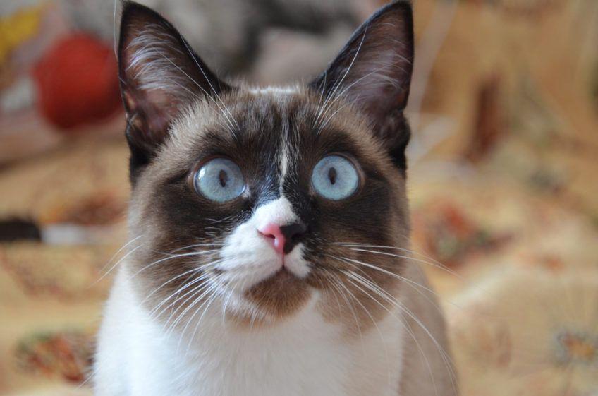 snowshoe
