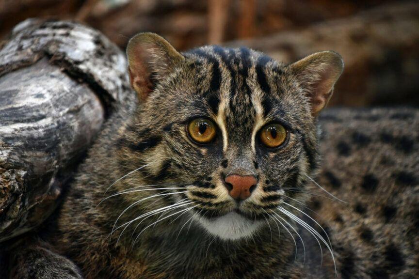Taraj