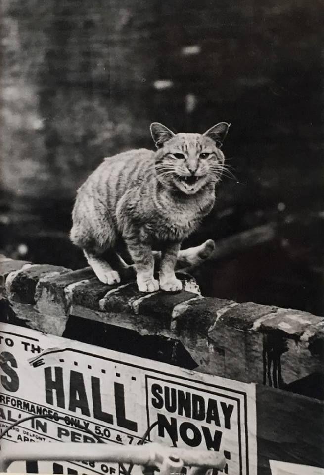 koty londynu thurston hopkins