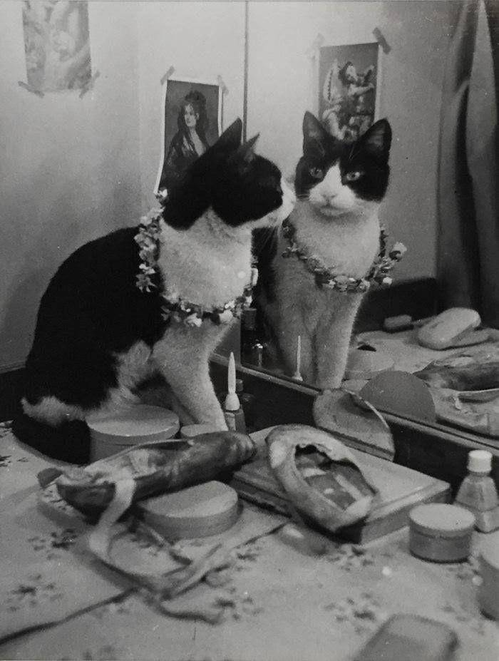 koty londynu thurston hopkins