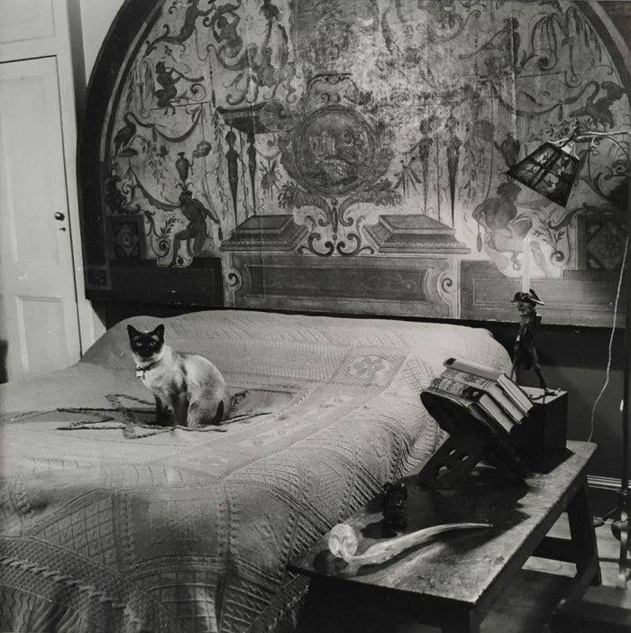 koty londynu thurston hopkins