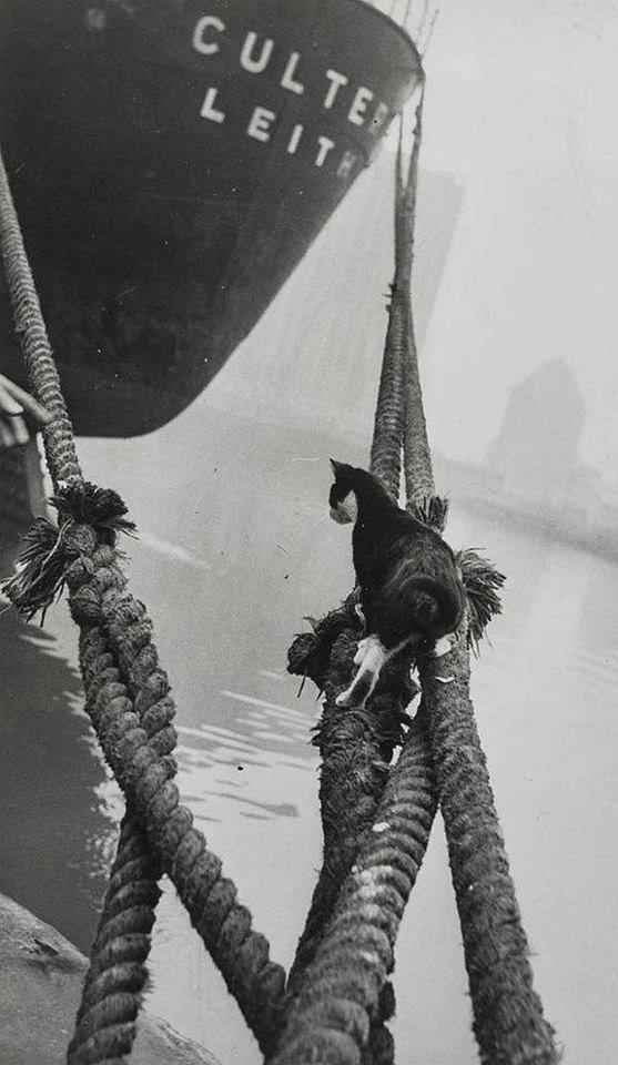 koty londynu thurston hopkins