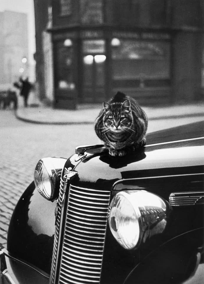 koty londynu Thurston Hopkins