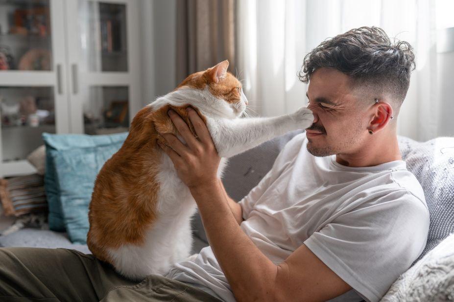 adopcja kota z domu tymczasowego
