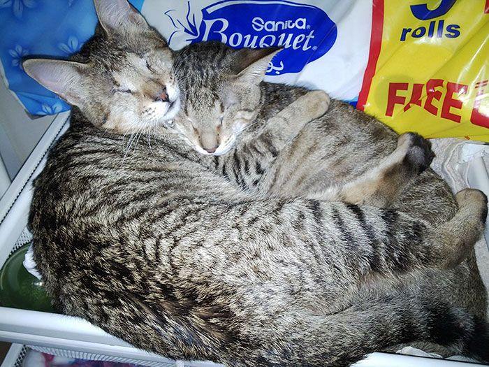 adopted-three-blind-cats-14.jpg