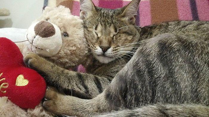 adopted-three-blind-cats-17.jpg
