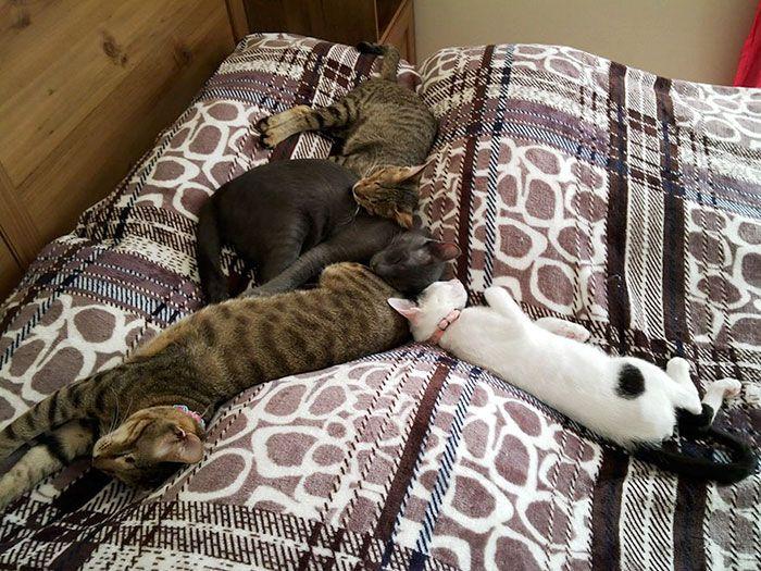 adopted-three-blind-cats-1.jpg