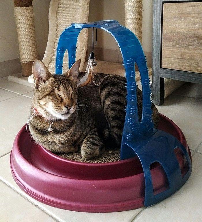 adopted-three-blind-cats-3.jpg
