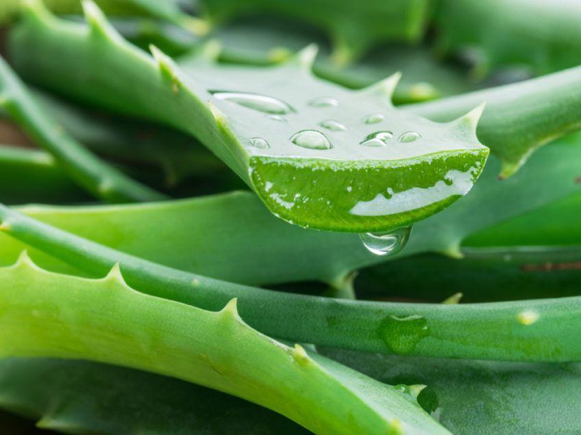 aloes w kociej diecie