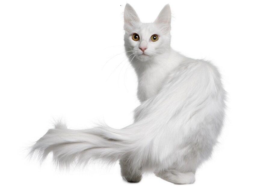 rasa białych kotów - angora turecka
