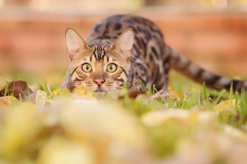 bengal