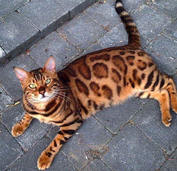 kot bengalski thor