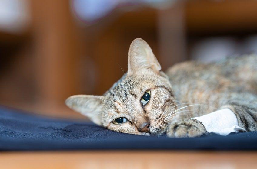 białaczka felv-min.jpg