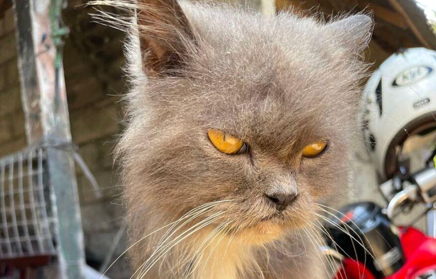 Uratowana kotka, o której dziś opowiemy ma na imię Billie Blue. Ta mruczka to uosobienie dziesięciu lat smutnego, kociego życia, które właśnie rozpoczyna się na nowo! Poznajcie jej historię.