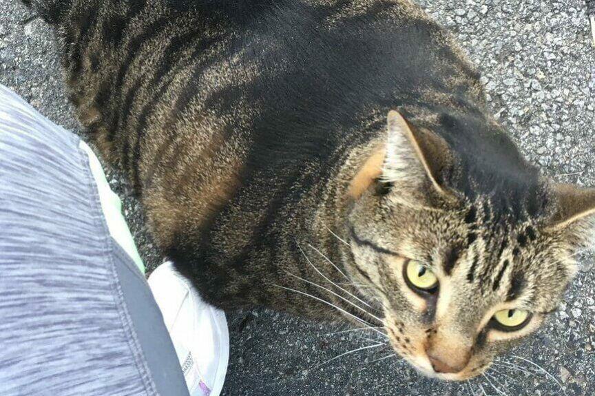 buff cat