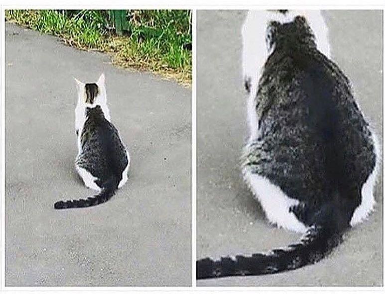 cat on cat