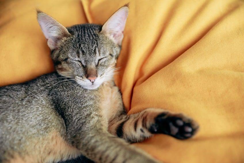 chausie największe koty domowe