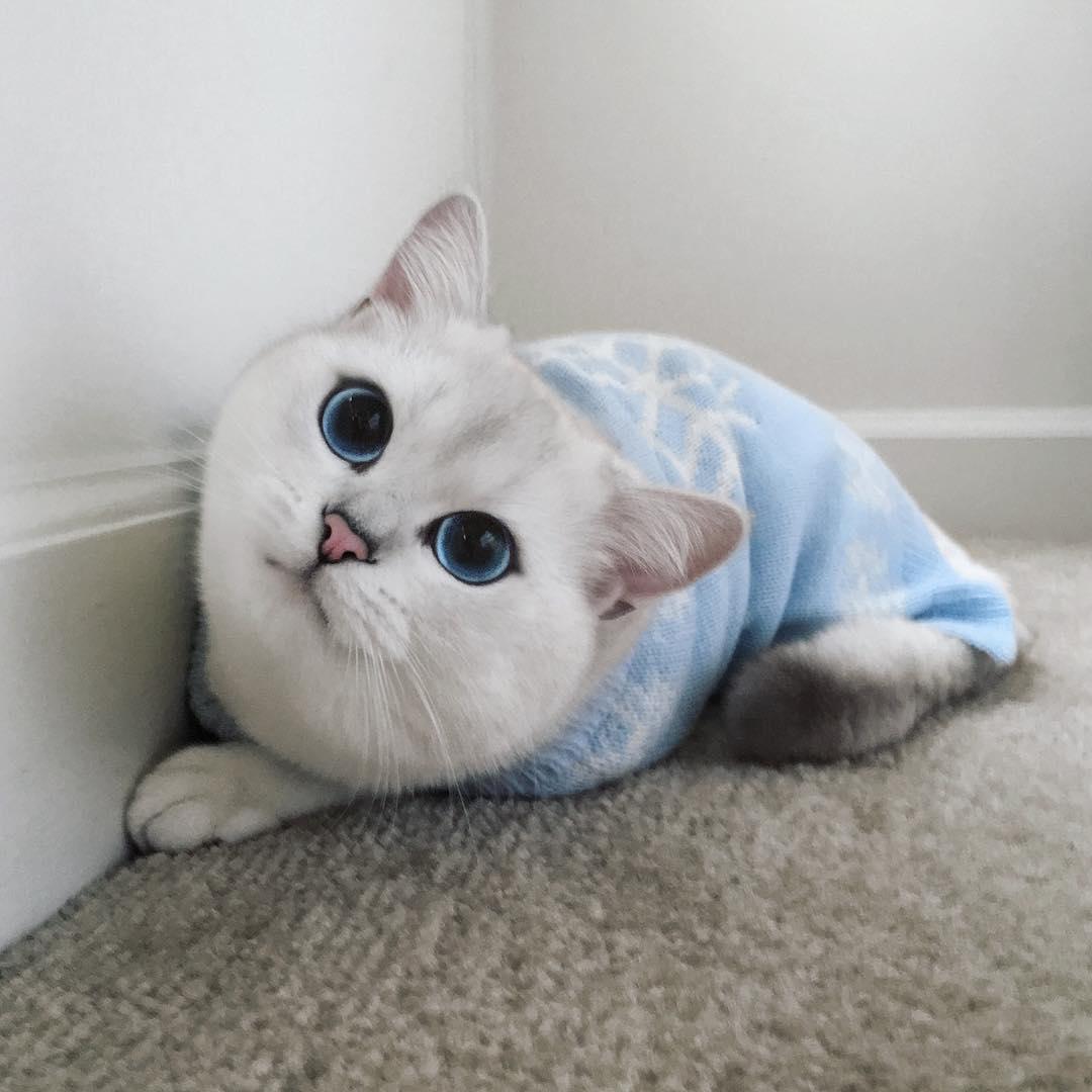 coby7.jpg