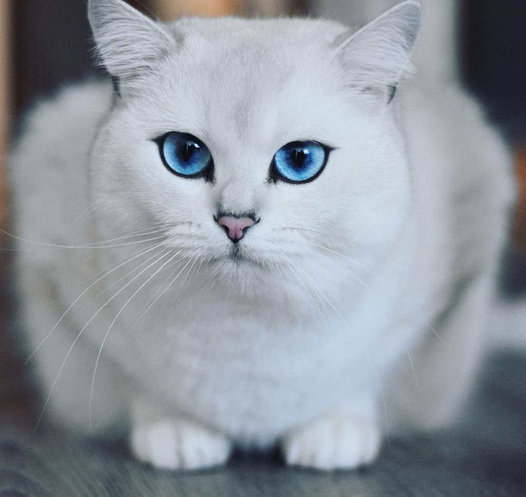 coby th cat