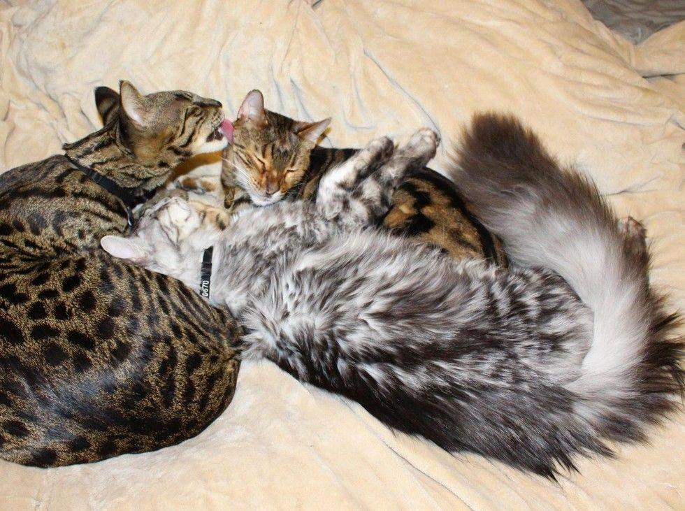 maine coon i dwa koty bengalskie