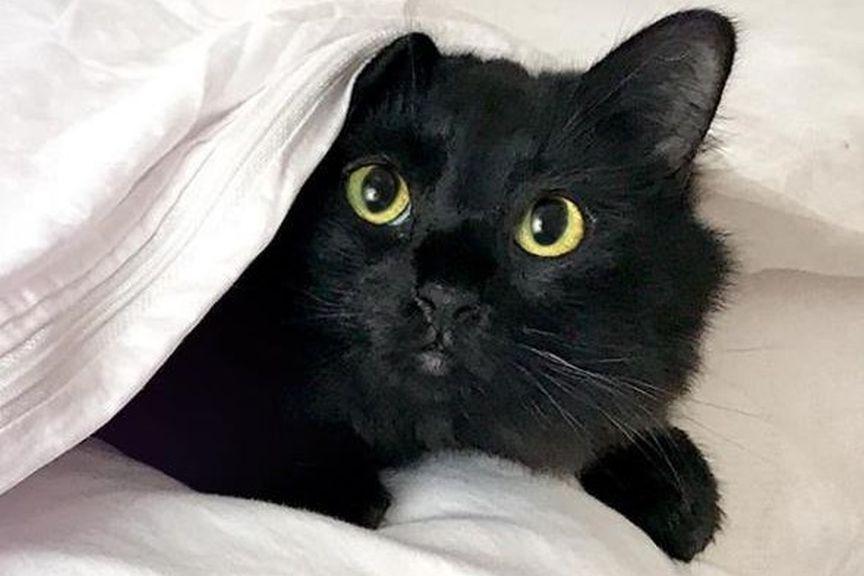 owlkitty