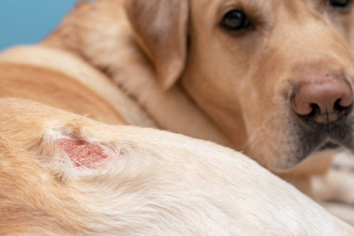 dermatoza u psa