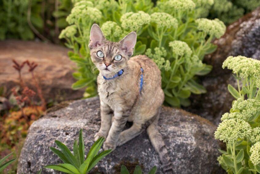 devon rex