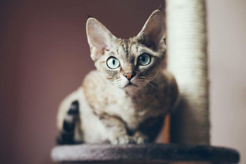 devon rex