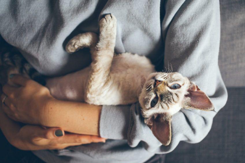 devon rex 