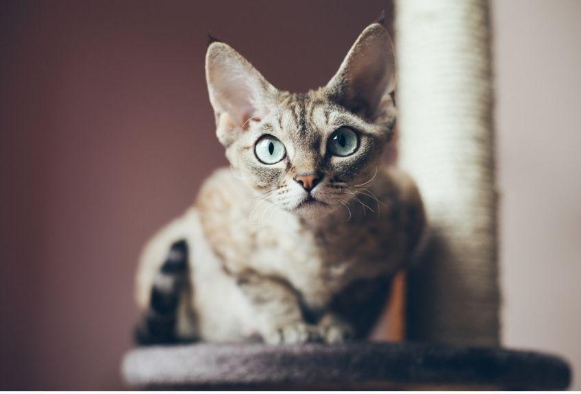 devon rex na drapaku
