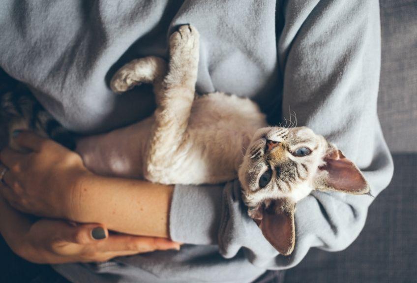 devon rex na rękach
